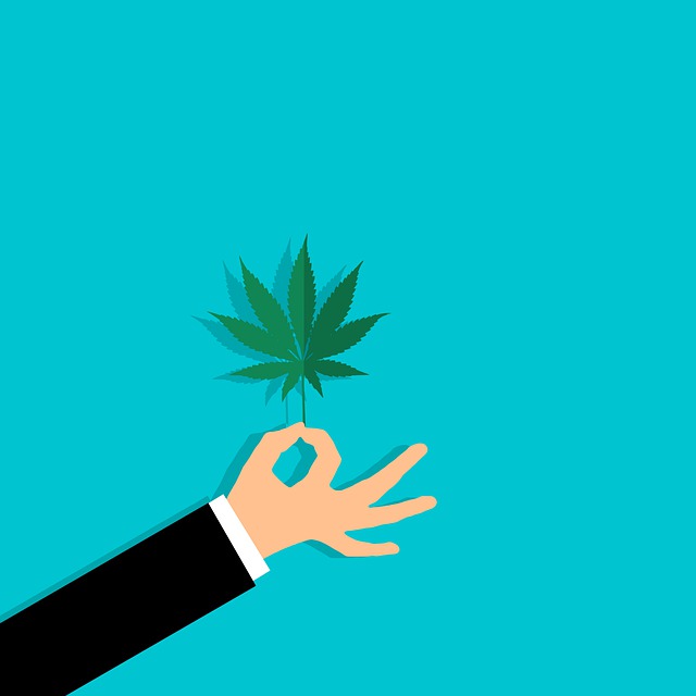 CBD Shop Canapaland - Cannabis, Moon Rock, Hashish