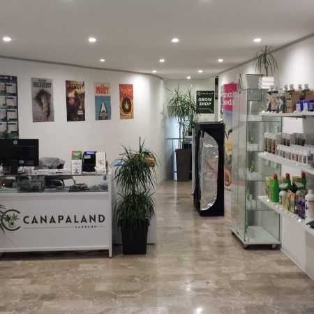 Coltivazione Canapaland sulle colline di Sanremo