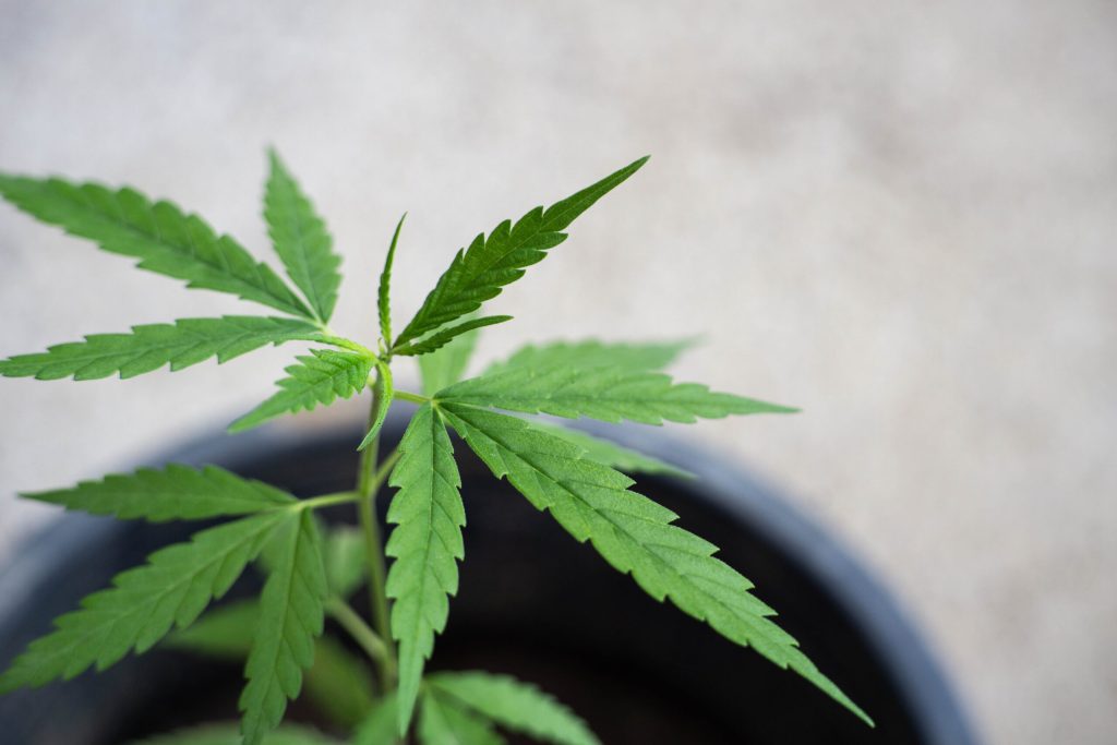 CBD Shop Canapaland - Cannabis, Moon Rock, Hashish